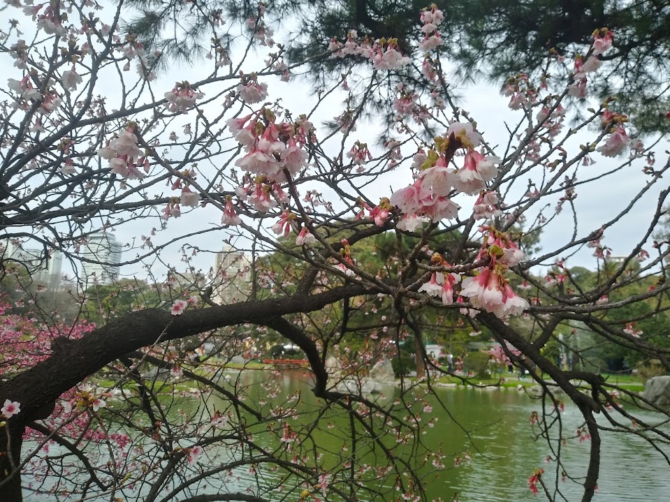 真冬に桜咲く！ブエノスアイレスの日本庭園